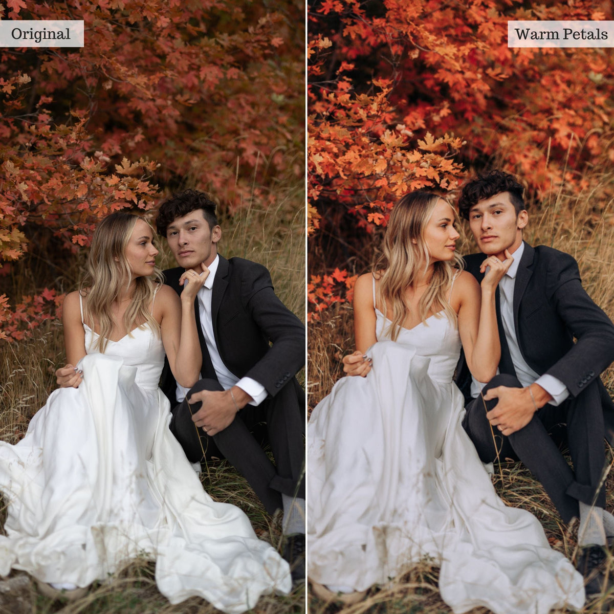 Warm Petals - Single Color Palette Lightroom Presets & AI Tools