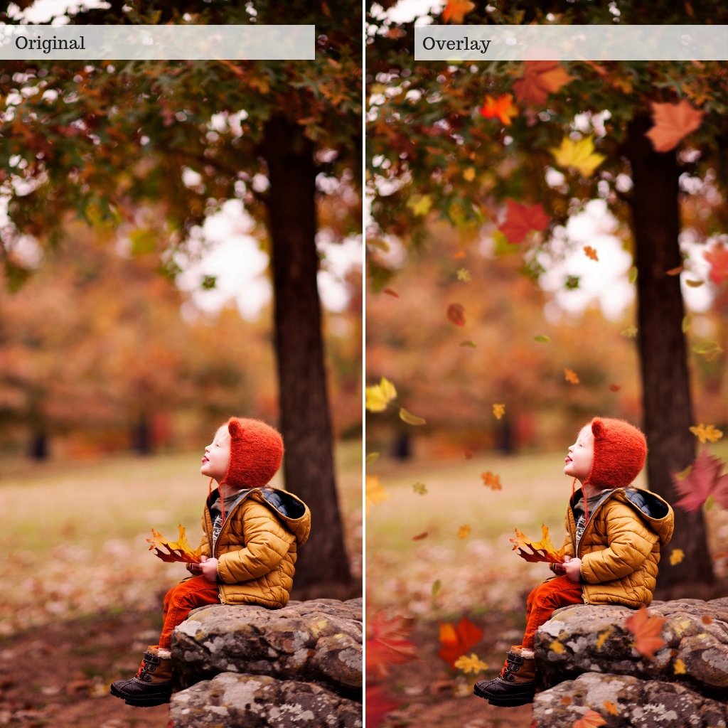 Leaf Overlays – Photoshop & More