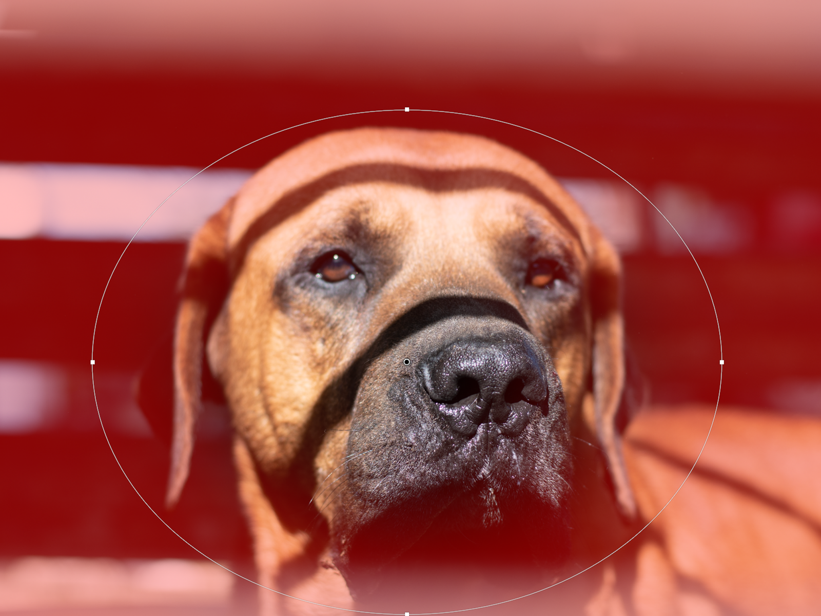 How to Use Lightroom: The Radial Filter Tool