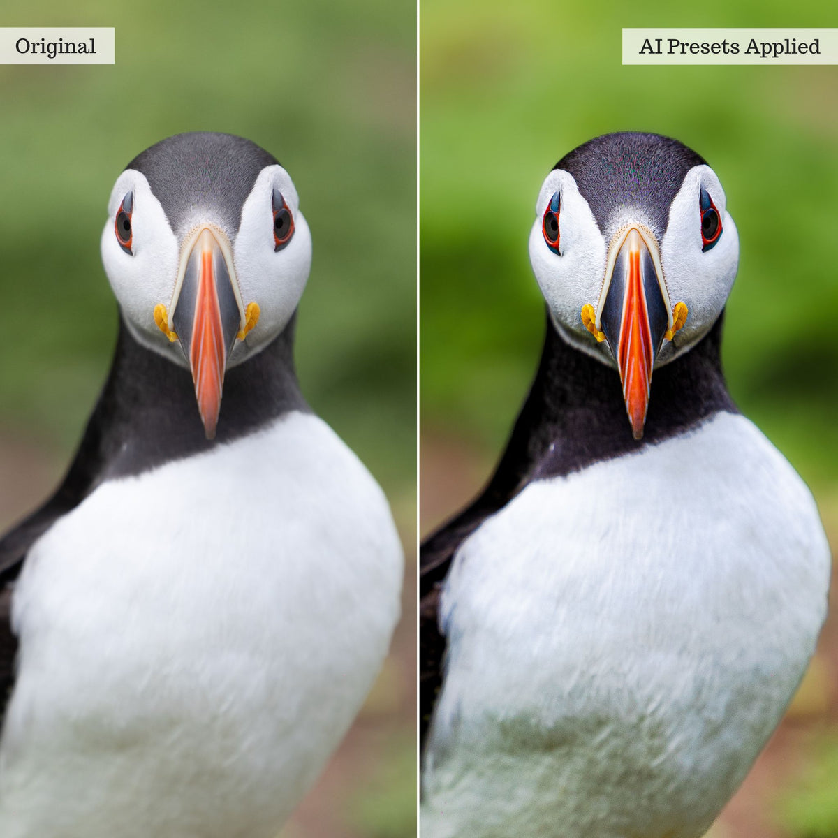 Luxe AI Adaptive Retouch Toolkit Lightroom BUNDLE (6 Collections) – Desktop & Mobile