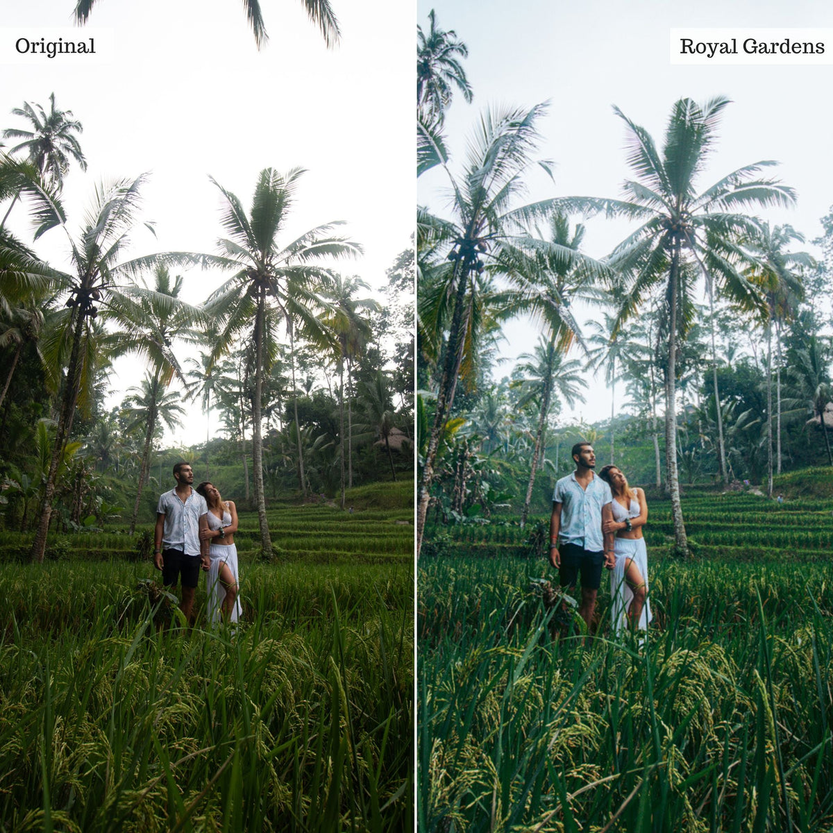 Royal Gardens -  Single Color Palette Lightroom Presets & AI Tools