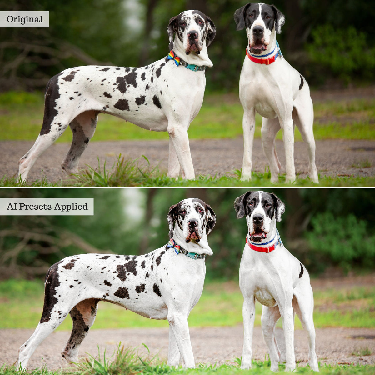 Landscape, Wildlife & Animals AI Adaptive Retouch Toolkit Lightroom Presets – Desktop & Mobile