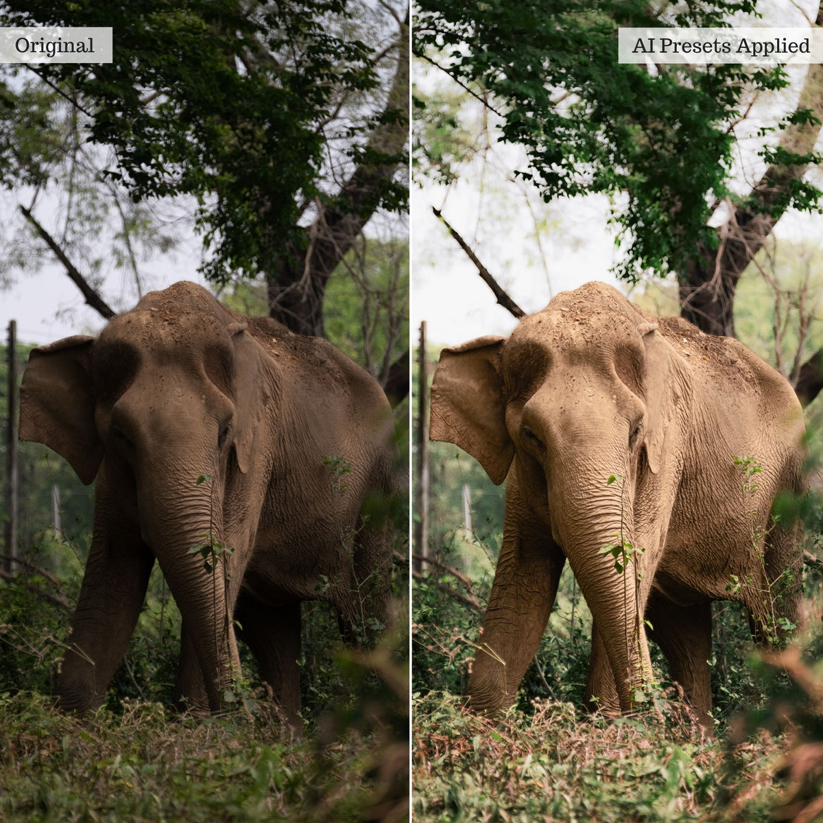 Landscape, Wildlife & Animals AI Adaptive Retouch Toolkit Lightroom Presets – Desktop & Mobile