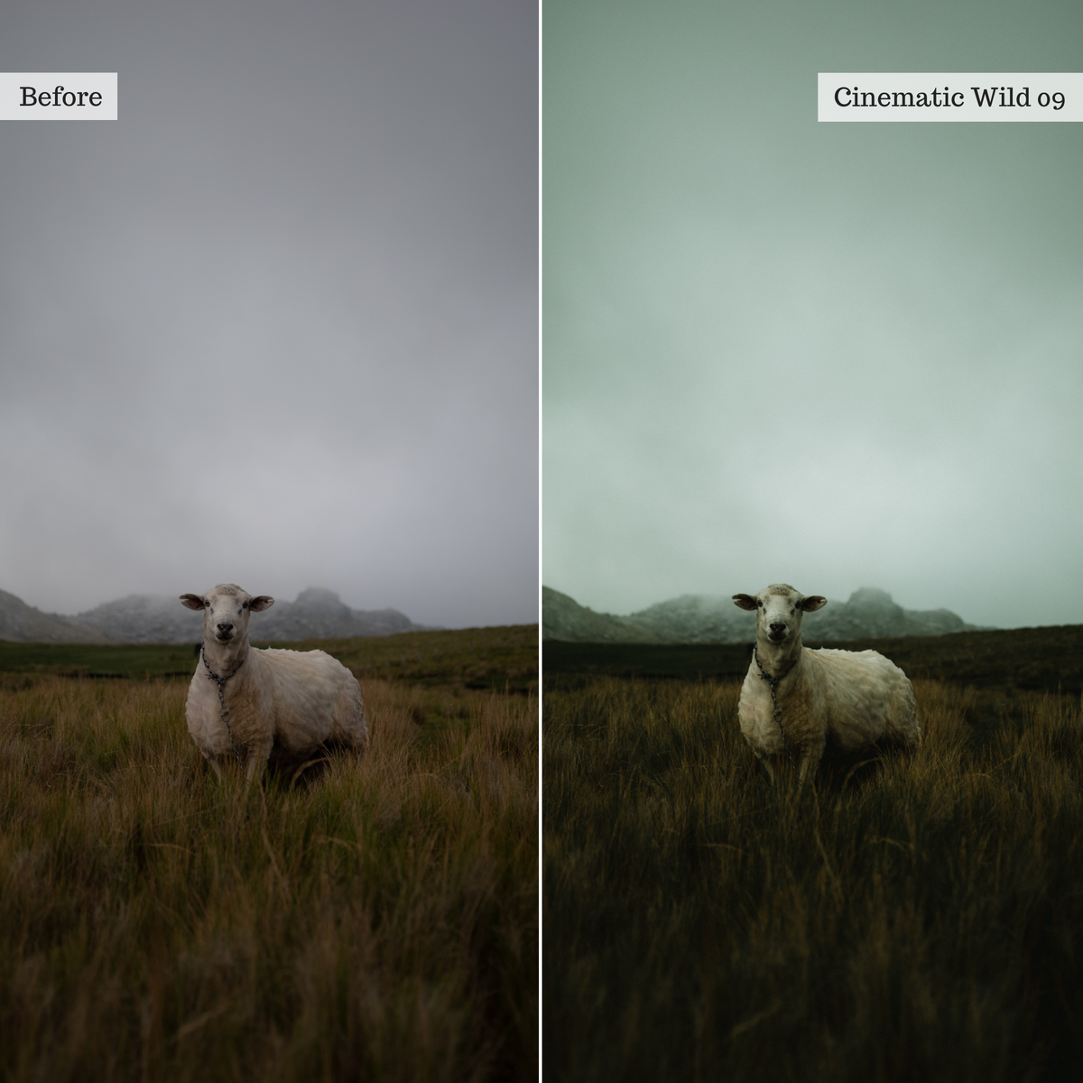 The Mood Edit - Luxe Creator Palette Presets for Lightroom Mobile & Desktop